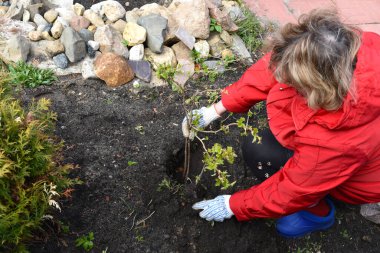 Bahçedeki ekecek emekliyi. Bahçede tarım