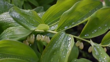 Çimlerin üzerindeki çiy damlaları taze bir sabah doğasında.