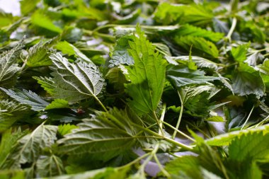 Sağlık için tarla çimeni, bahçe bitkilerinin geleneksel olmayan ilaçları. taze ısırgan otu