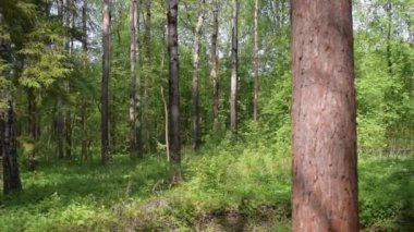 Ağaçlı yeşil yaz ormanı. Vahşi yaşam parkı