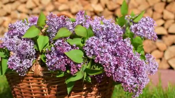 Cut fresh branches of lilac in the garden in the morning on a sunny day. — Stock Video