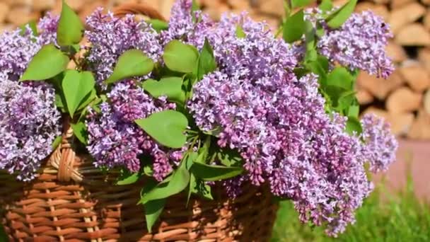 Cortar ramas frescas de lila en el jardín por la mañana en un día soleado . — Vídeos de Stock