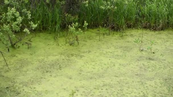 Río abandonado verde con musgo en la superficie . — Vídeo de stock