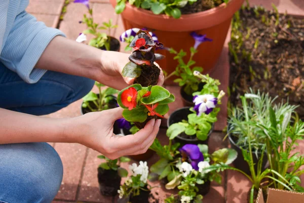 Flores de jardín. Mujer jardinero se dedica a las plantas . — Foto de Stock