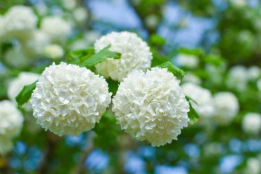 Vahşi bitkiler yazın beyaz çiçekler açar.