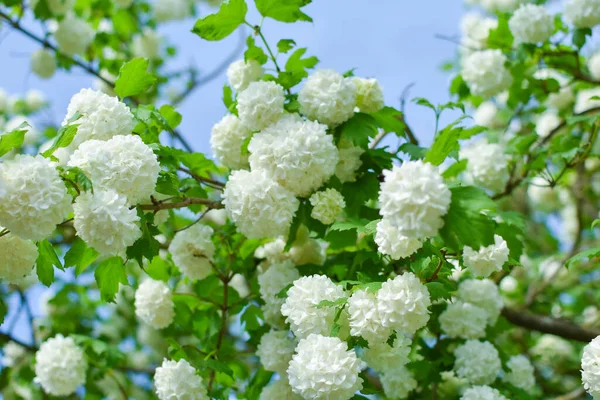 Plantas selvagens florescem flores brancas no verão — Fotografia de Stock