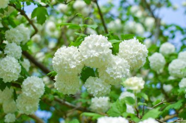 Bahçe dekoratif ağaçlarından beyaz kabarık çiçekler.