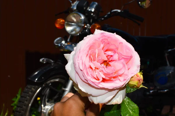 Schöne rosa Rose und schwarzes Motorrad draußen — Stockfoto