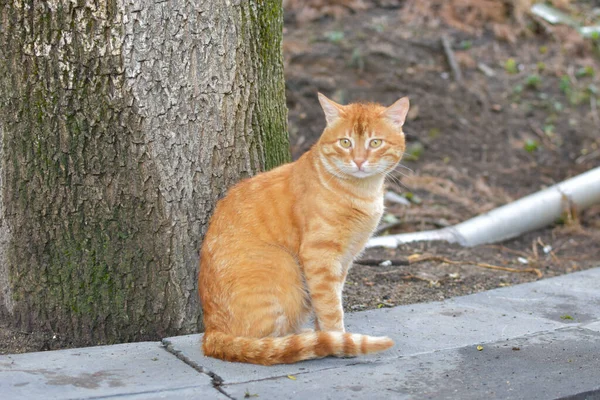 Un gatto rosso fuori si siede sul marciapiede. problema degli animali senzatetto. — Foto Stock