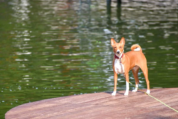 Red-haired dog on a wooden pier. Walking the dog in the fresh air.