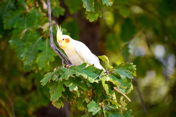 Amarillo hermoso papagayo con un penacho en una rama en la naturaleza. Loro mascota perdida en el bosque. —  Fotos de Stock