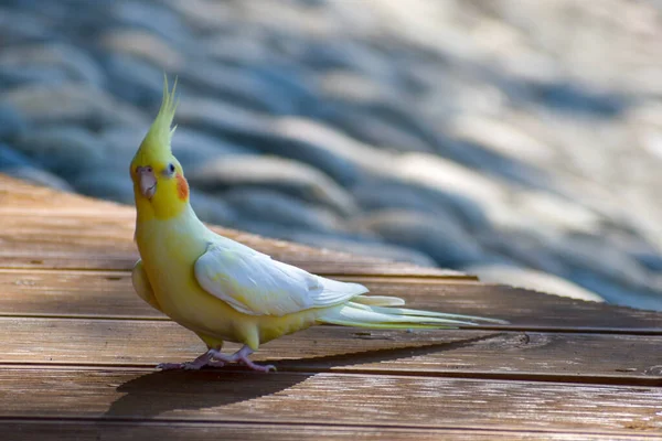 Doğada dalları olan sarı, güzel bir papağan. Ormanda kaybolmuş bir papağan.. — Stok fotoğraf