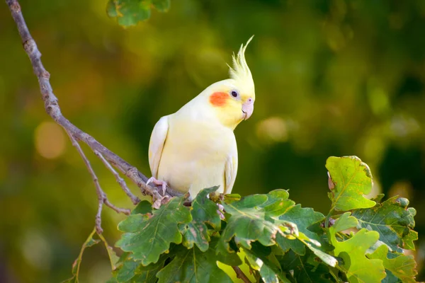 Gelber schöner Papagei mit einem Büschel auf einem Zweig in der Natur. Verlorener Papagei im Wald. — Stockfoto