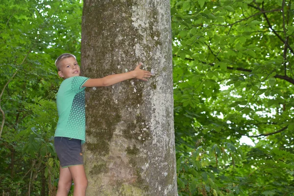 Pojken kramar ett stort träd. stammen på ett stort gammalt träd i skogen — Stockfoto