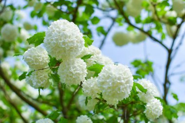 Bahçe yazın güzel çiçekler. Bahçede bir buket taze çiçek