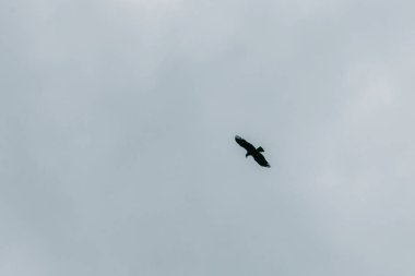 Chegem dağlarında bir kartal güzel uçuş