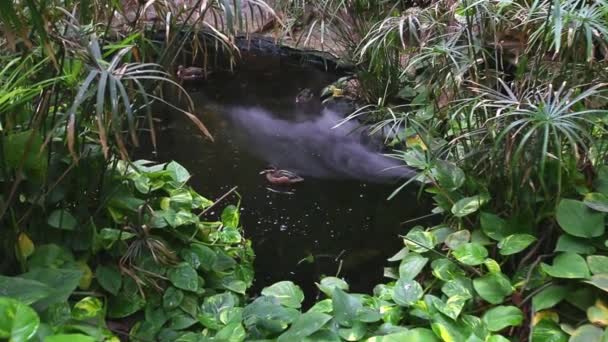 Дикие утки плавают в пруду в тропическом лесу. Дым над водой . — стоковое видео