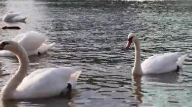 Beyaz kuğular gölde Şehir Parkı üzerinde yüzüyor.