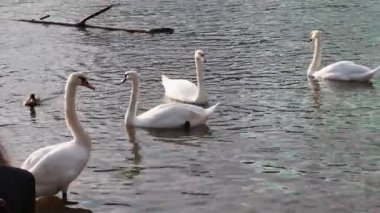 Beyaz kuğular gölde Şehir Parkı üzerinde yüzüyor.