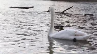 Beyaz kuğular gölde Şehir Parkı üzerinde yüzüyor.