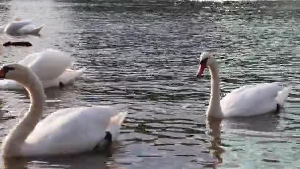 Los cisnes blancos nadan en un estanque en el parque de la ciudad . — Vídeos de Stock