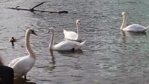 Weiße Schwäne schwimmen in einem Teich im Stadtpark. — Stockvideo