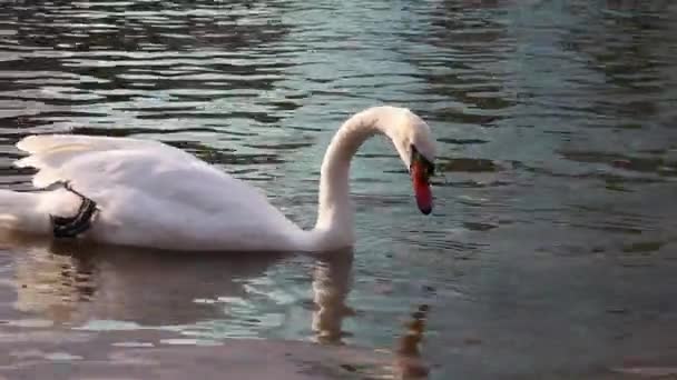 Білі лебеді плавають у ставку на міському парку . — стокове відео