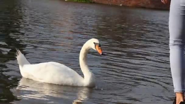 Jovem mulher alimentar um belo cisne branco na margem de uma lagoa . — Vídeo de Stock