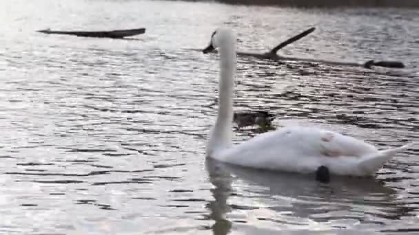 白天鹅在城市公园的池塘里游泳. — 图库视频影像