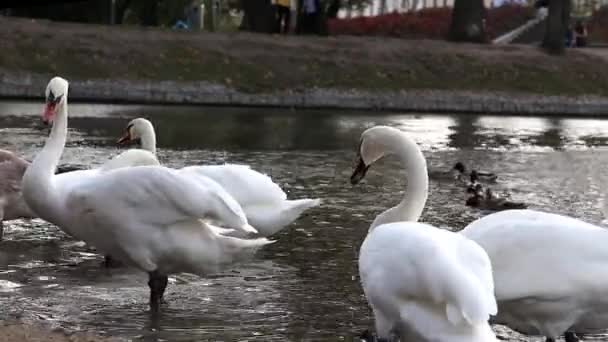 Bílé labutě jsou plavání v rybníce na městský park. — Stock video