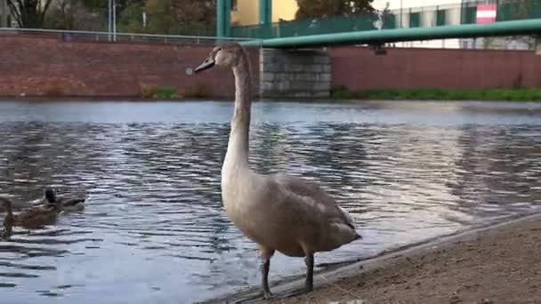 Los cisnes blancos nadan en un estanque en el parque de la ciudad . — Vídeos de Stock