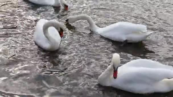 Белые лебеди купаются в пруду в городском парке . — стоковое видео