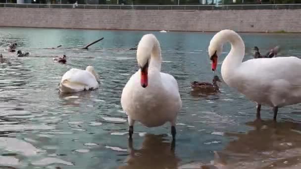 Bílé labutě jsou plavání v rybníce na městský park. — Stock video