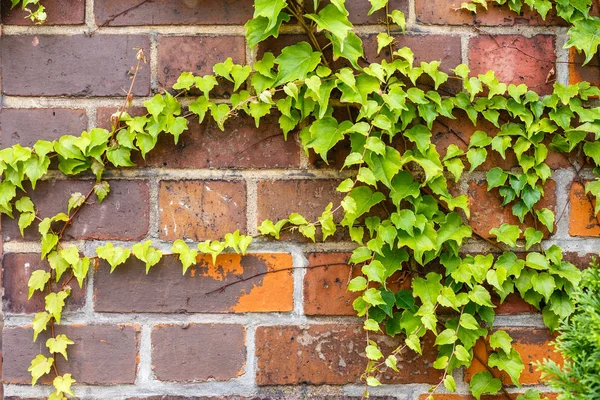 Дикий виноград, взбирающийся на кирпичную стену — стоковое фото
