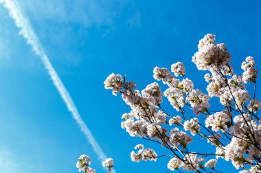 Beyaz kiraz çiçeklenme Sakura arka planda Japonya üzerinde bir uçak iz ile mavi gökyüzünün.
