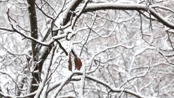 Δύο ξερά φύλλα κρέμονται σε ένα υποκατάστημα της ένα χιονισμένο δέντρο σε ένα πάρκο της πόλης το χειμώνα. — Αρχείο Βίντεο