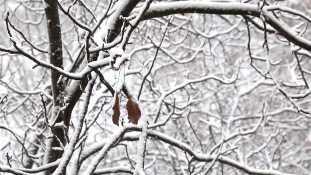 Dos hojas secas cuelgan de una rama de un árbol cubierto de nieve en un parque de la ciudad en invierno . — Vídeos de Stock