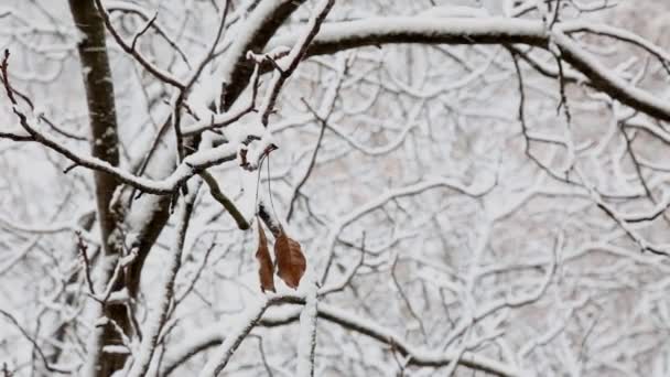 Twee droge bladeren zijn opknoping op een tak van een boom met sneeuw bedekte in een stadspark in de winter. — Stockvideo