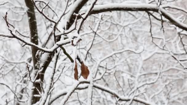 Twee droge bladeren zijn opknoping op een tak van een boom met sneeuw bedekte in een stadspark in de winter. — Stockvideo