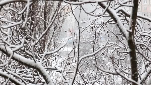 道路交通 車運転している雪に覆われた街に沿って通り冬の日に雪に覆われた木の枝を上から見ると — ストック動画