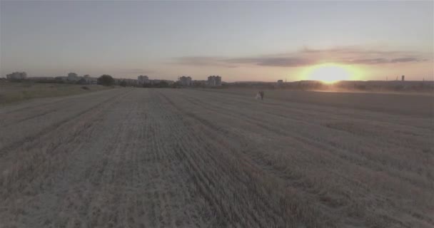 Amantes Novios Caminan Campo Trigo Segado Atardecer Sobre Fondo Los — Vídeo de stock