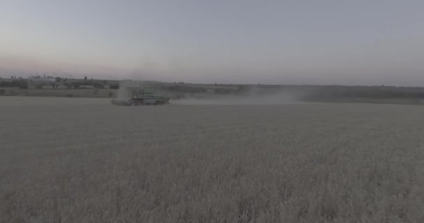 Combinação Agrícola Colhendo Campo Centeio Pôr Sol Vista Superior Helicóptero — Vídeo de Stock