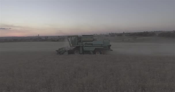 農業を組み合わせて夕暮れライ麦フィールドを収穫します ヘリから平面図です — ストック動画