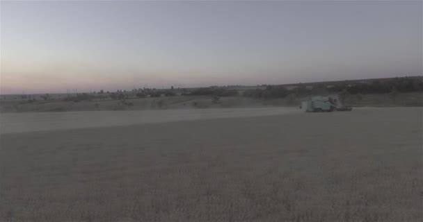 農業を組み合わせて夕暮れライ麦フィールドを収穫します ヘリから平面図です — ストック動画