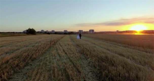 愛情のあるカップルの花嫁と花婿夕暮れ刈ったライ麦フィールド上を歩きます 都市の建物の背景 ヘリコプター から平面図 — ストック動画