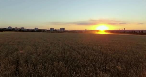 Casal Amoroso Noiva Noivo Caminham Campo Centeio Cortado Pôr Sol — Vídeo de Stock