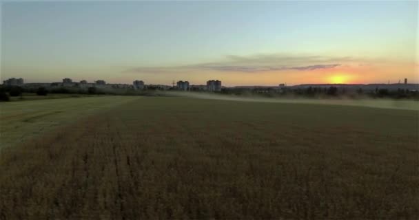 Wroclaw Polonya Eylül 2018 Tarım Birleştirmek Bir Buğday Alan Günbatımı — Stok video