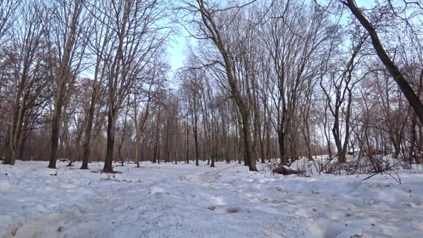 Man Wearing Black Jacket Blue Jeans Walking Winter Snow Forest — Stock Video