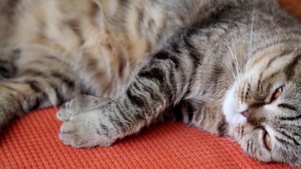 Escocês dobra gatinho em um sofá . — Vídeo de Stock