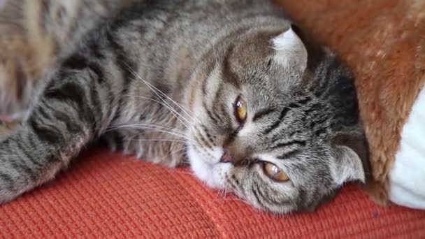 Ecossais plier chaton sur un canapé . — Video